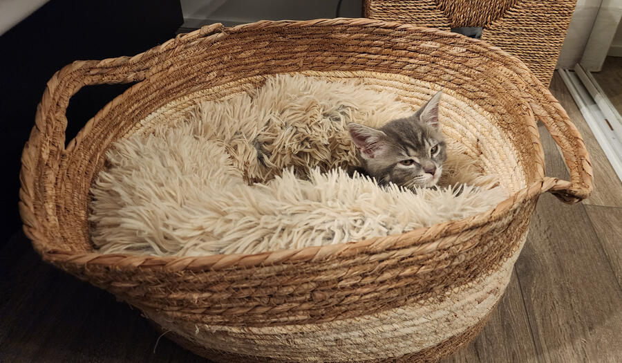 Fuji tired